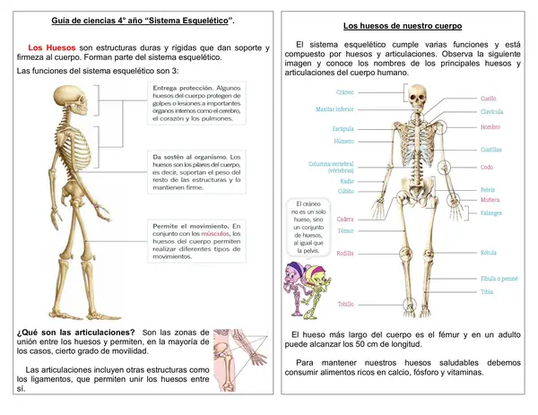 Guía de ciencias 4° año "Sistema esquelético"