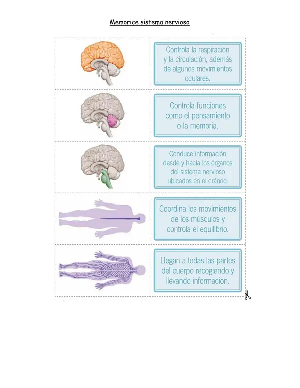 Actividades lúdicas para trabajar unidad "Cuerpo humano" 4° año
