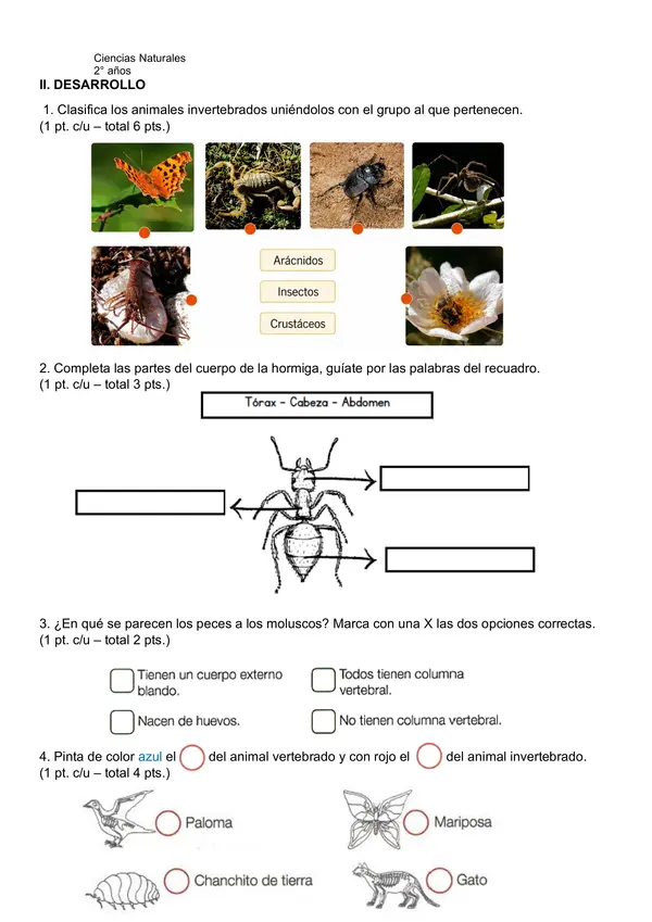 Evaluación ciencias naturales, los invertebrados