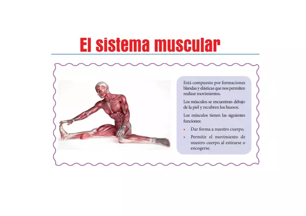 El sistema muscular para 1º