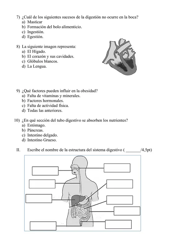 Prueba sistema digestivo, circulatorio y alimentación.