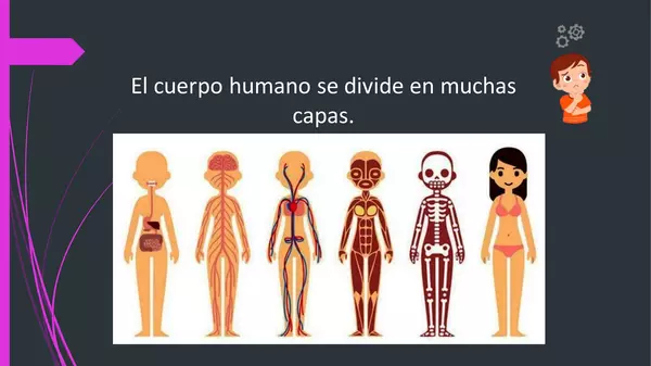 Identificar función del esqueleto en el cuerpo humano.