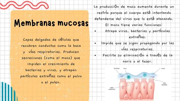 Barreras de defensa (primarias, secundarias y terciarias)