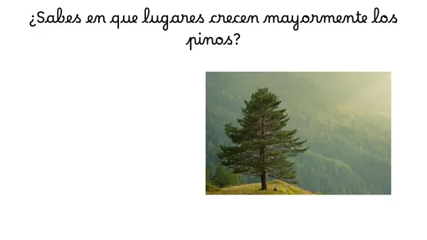 PRIMER DÍA LECCIÓN PINO