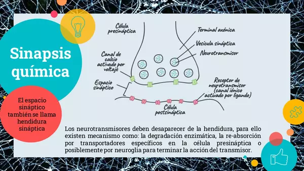 Clase de sinapsis 