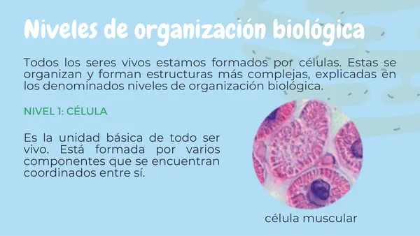 Niveles de organización de los seres vivos