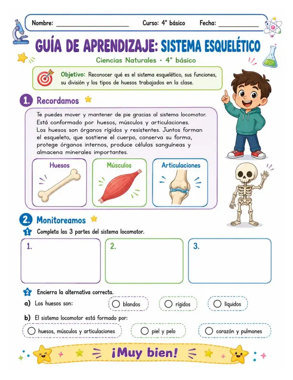 Sistema esquelético
