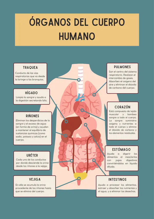 10 láminas cuerpo humano