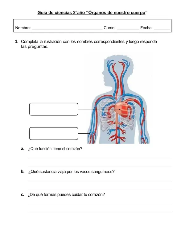 Guía de ciencias 2° año "Órganos de nuestro cuerpo"