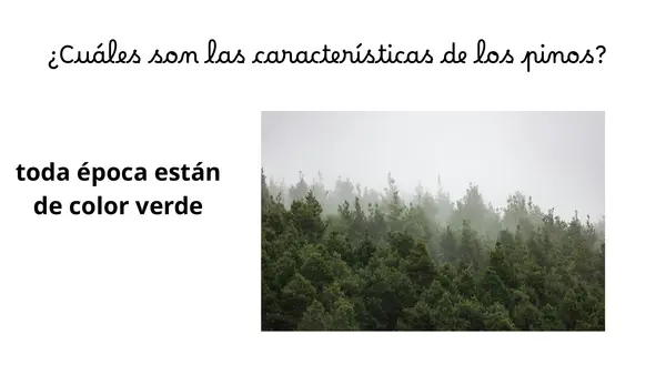 PRIMER DÍA LECCIÓN PINO
