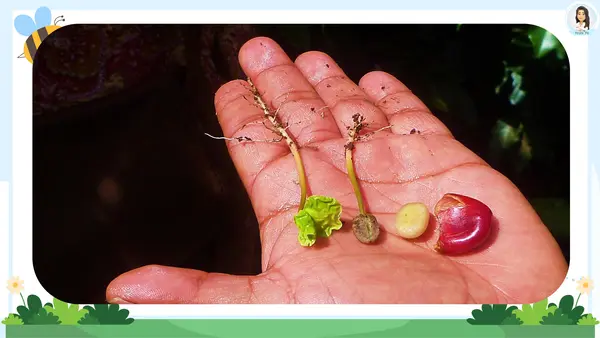 Ciclo de vida de las plantas