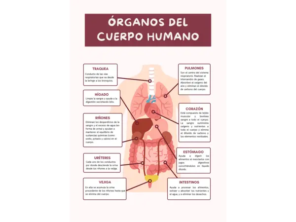 ¡Gratis! Infografía de los órganos del cuerpo humano. 