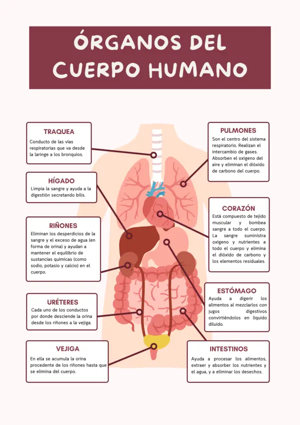 ¡Gratis! Infografía de los órganos del cuerpo humano. 