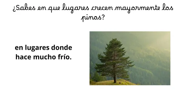 PRIMER DÍA LECCIÓN PINO