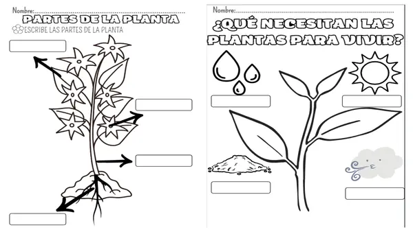 Trabajo clasificación de plantas según su estatura