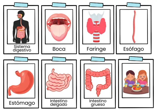 Órganos del sistema digestivo.