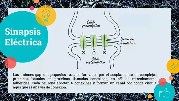 Clase de sinapsis 