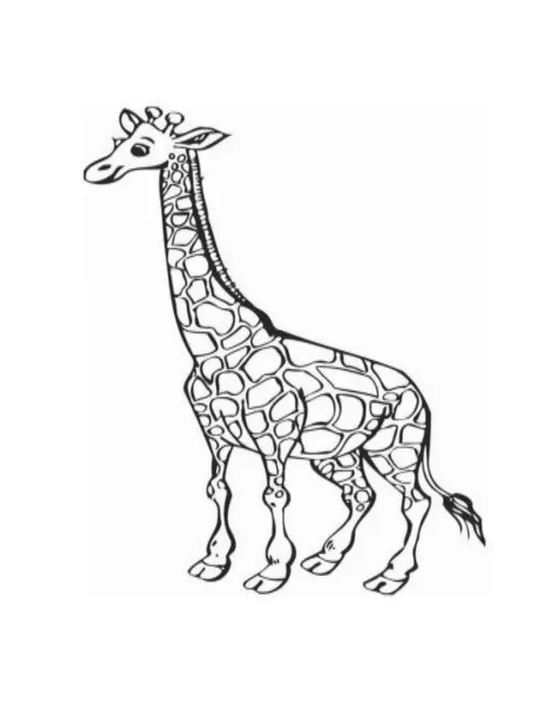 Imágenes fichas de animales 