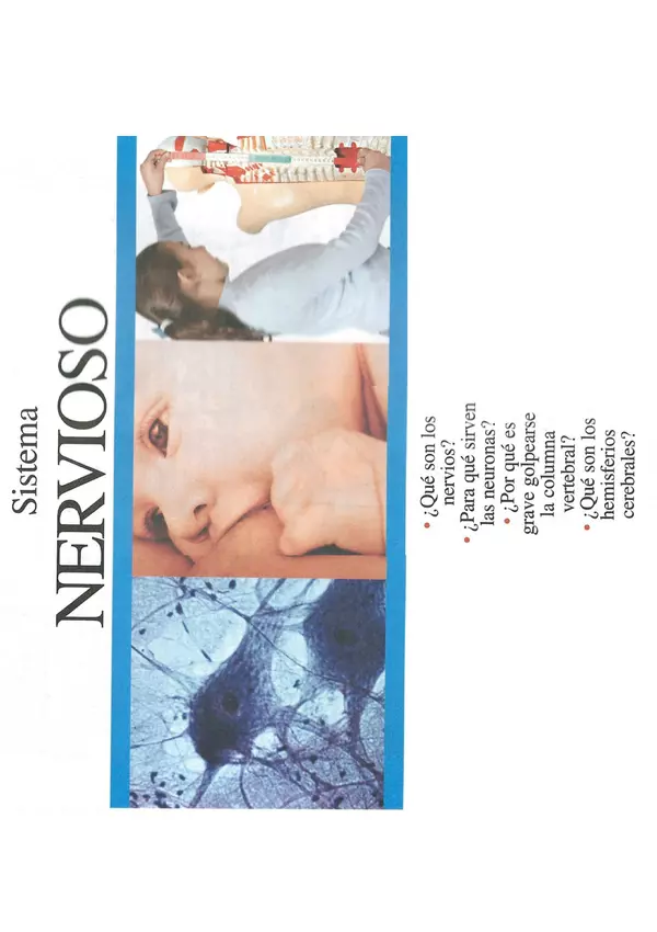 Infografía Papelucho: "El sistema Nervioso" (2 páginas)