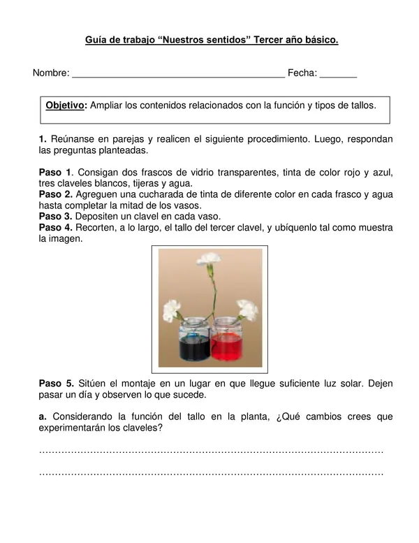 Guía de experimentación de ciencias " Reconocer función del tallo de una planta"