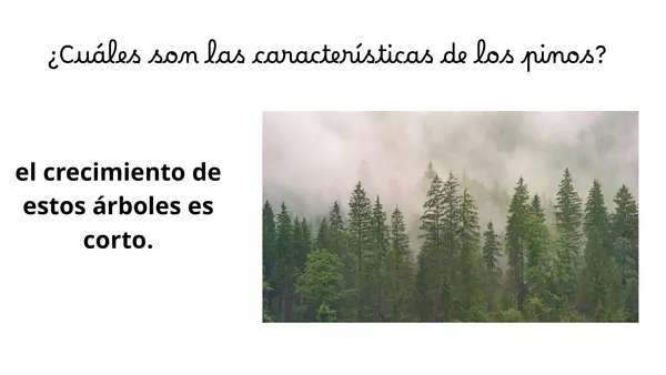 PRIMER DÍA LECCIÓN PINO