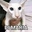 NZ_DINOS - @nz.dinos