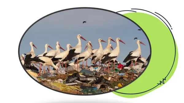 ppt EFECTOS DE LA ACCIÓN HUMANA EN LOS ECOSISTEMAS
