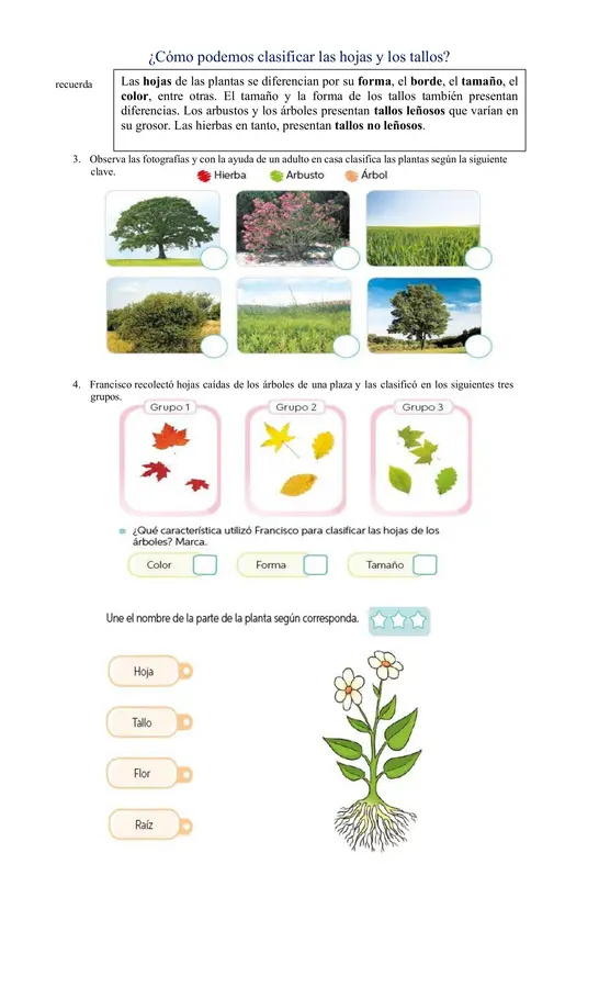 evalucion de plantas primero basico 