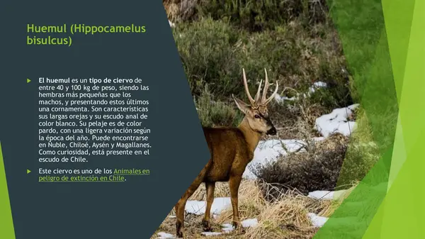 "Fauna de Chile: Diversidad en la Tierra de Contrastes"primero Basico