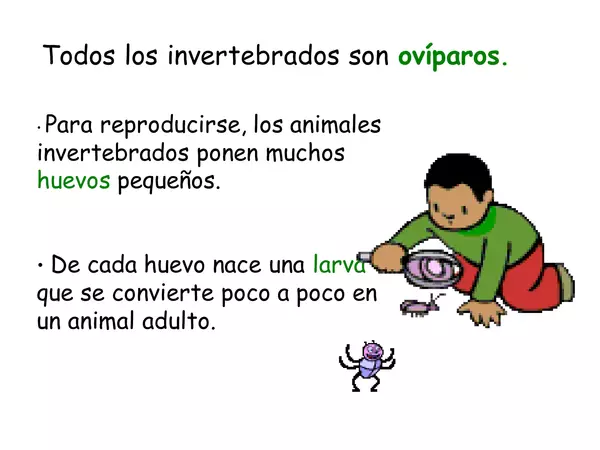 animales vertebrados e invertebrados
