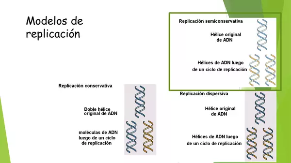 PRESENTACION REPLICACION DEL ADN, CUARTO MEDIO , BIOLOGIA