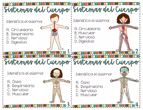 Los sistemas del cuerpo. Preguntas opción múltiple