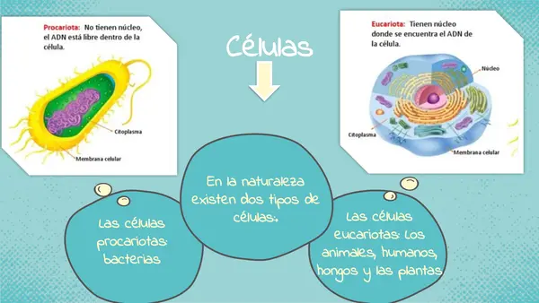 clase 1 ciencias " celula"