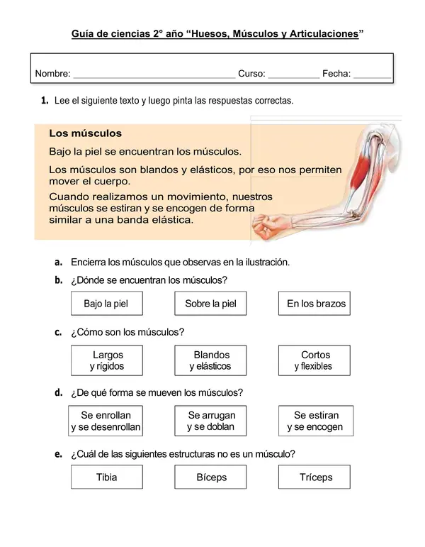 Guía ciencias 2° año "Huesos, Músculos y Articulaciones"