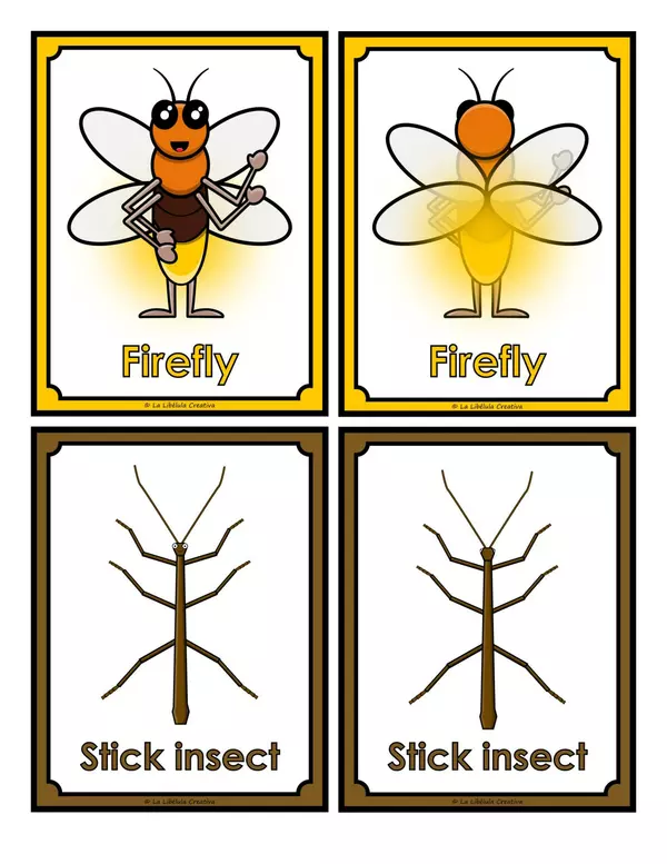 Flash Cards Insects Animals Cut Color