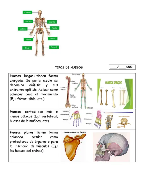 Sistema locomotor
