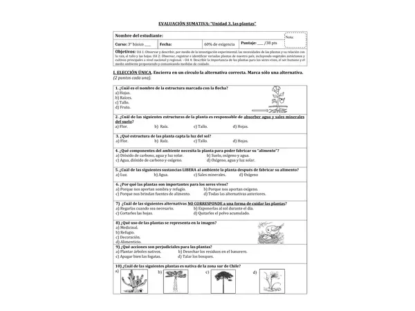 Evaluación cs naturales: las plantas (3° básico).