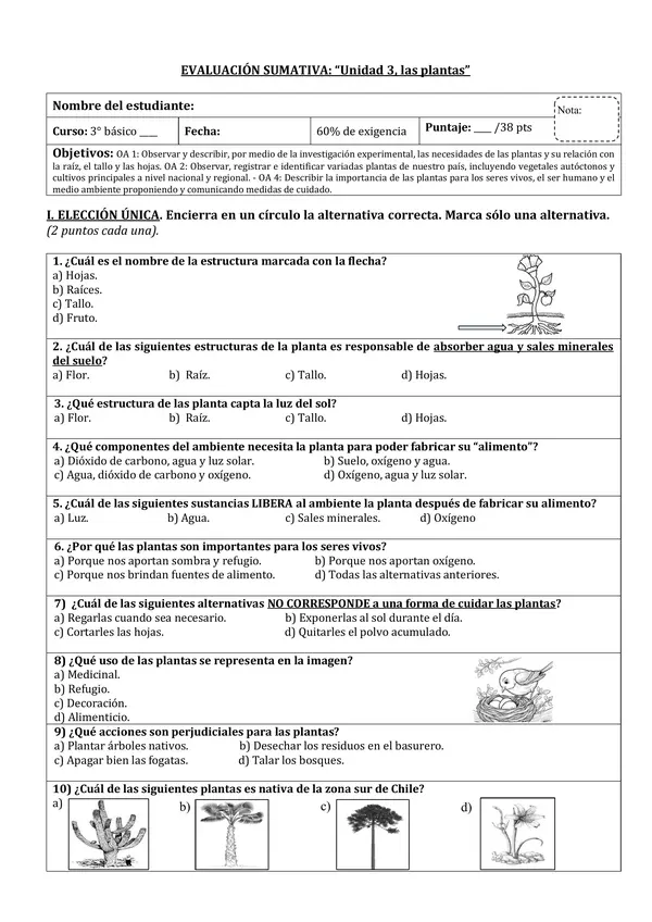 Evaluación cs naturales: las plantas (3° básico).