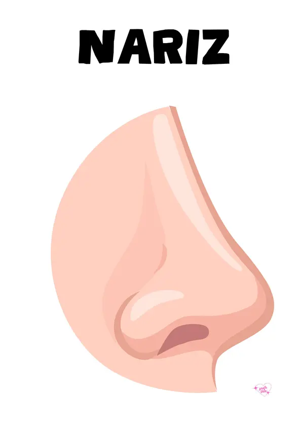 👃👂👀 Órganos sensoriales – Material visual imprimible