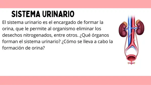 Sistema Excretor