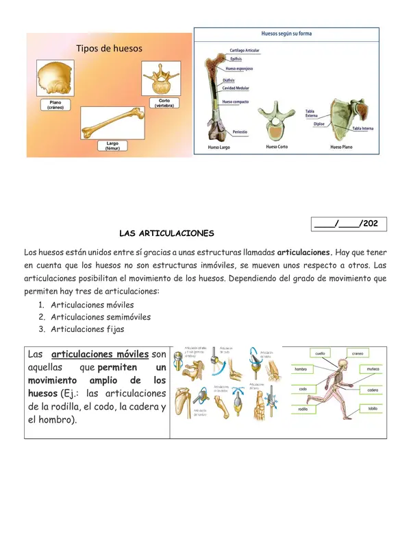 Sistema locomotor