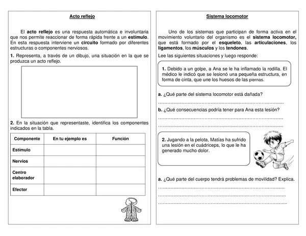 Guía de síntesis "Arco reflejo" "Sistema locomotor" 4° básico