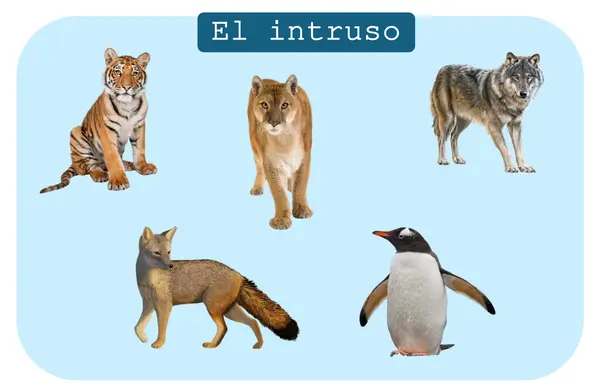 laminas  "El intruso" para trabajar elemento que no pertenece en una categoria 