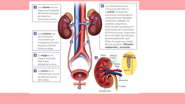 Sistema Excretor