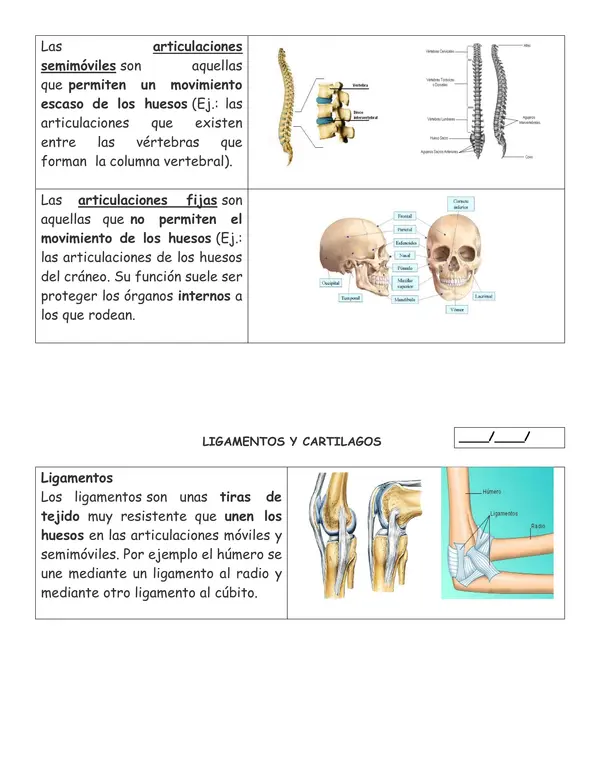 Sistema locomotor