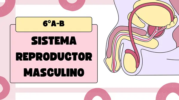 Aparato reproductor masculino 
