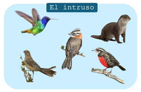 laminas  "El intruso" para trabajar elemento que no pertenece en una categoria 