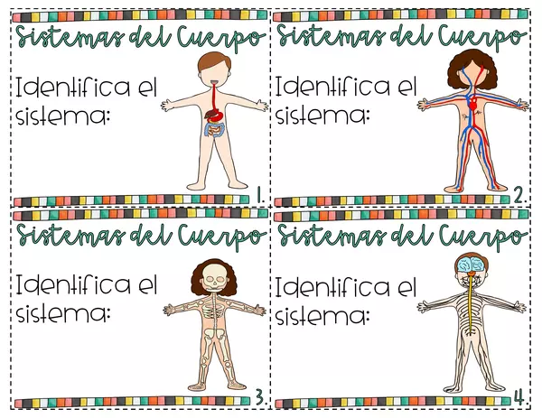 Los sistemas del cuerpo. Preguntas opción múltiple