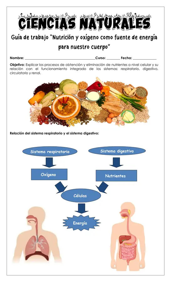 Guía de trabajo - Nutrición y oxígeno fuente de energia 