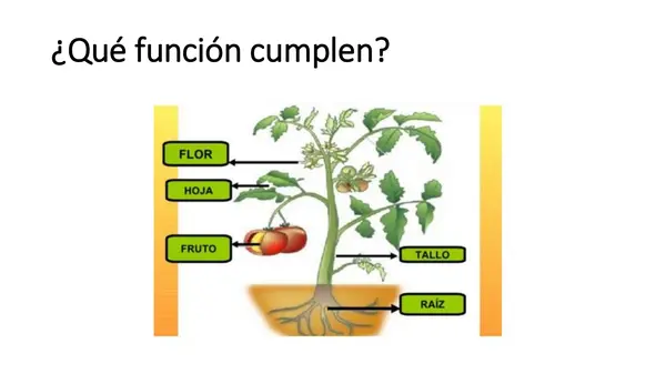 Estructura y funciones de las plantas